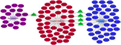 Emerging role of miRNAs in the regulation of ferroptosis